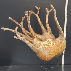 2025年最新】グラキリス 現地球の人気アイテム - メルカリ