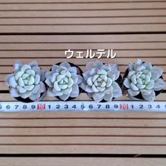 2025年最新】多肉韓国苗の人気アイテム - メルカリ