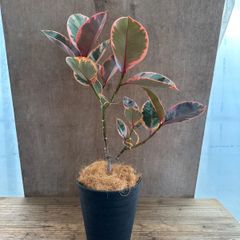 フィカス ルビー ② 黒プラ鉢 現品 Ficus elastica 'Ruby' クワ科 フィカス属 ゴムの木 観葉植物 観葉 植物 珍奇植物 珍奇 珍しい レア 希少 インテリア プレゼント おしゃれ かわいい グリーン 贈り物 花言葉 永久の幸せ