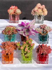 初心者向け【8苗セット】土なし多肉植物　置くだけインテリア　水やり簡単　クリスタル鉢付き　多肉植物　佐川急便発送　エケベリア　韓国苗　AZW01