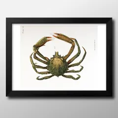 00396海洋生物 ビンテージイラスト A3 サイズ ポスター アート おしゃれ 絵画 インテリア 北欧 イラスト マット紙 艶消し アートパネル 額 フレーム デザイン 壁掛け ギフト 新築祝い ディスプレイ