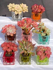 初心者向け【8苗セット】土なし多肉植物　置くだけインテリア　水やり簡単　クリスタル鉢付き　多肉植物　佐川急便発送　エケベリア　韓国苗　AZW02