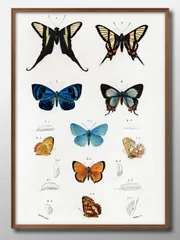 00492ビンテージイラスト 蝶 チョウ 昆虫 A3 サイズ ポスター アート おしゃれ 絵画 インテリア 北欧 イラスト マット紙 艶消し アートパネル 額 フレーム デザイン 壁掛け ギフト 新築祝い ディスプレイ 