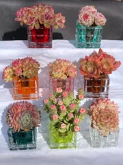 初心者向け【8苗セット】土なし多肉植物　置くだけインテリア　水やり簡単　クリスタル鉢付き　多肉植物　佐川急便発送　エケベリア　韓国苗　AZW04