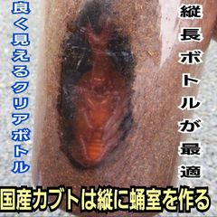 国産カブトムシ幼虫飼育専用縦長クリアボトル【20本セット】ヒマラヤひらたけ発酵マット入り　幼虫を入れるだけですぐに飼育できる！ 便利です！国産カブトムシ幼虫は縦に蛹室を作るので縦長の専用ボトルが抜群です！クリアボトルで幼虫、蛹、成虫まで観察できます！