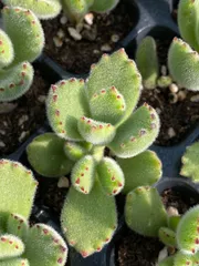 新春セール　XP28　熊童子　72苗セット　土と根付き　多肉植物　エケベリア　韓国苗　サボテン　詰め合わせ　寄せ植え