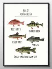 12364魚 図鑑 フィッシュ 海洋生物 A3 サイズ ポスター アート おしゃれ 絵画 インテリア 北欧 イラスト マット紙 艶消し アートパネル 額 フレーム デザイン 壁掛け ギフト 新築祝い ディスプレイ 