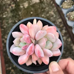 【18株の抜き苗セット】ピンクオレンジ2頭　多肉植物　佐川急便発送　エケベリア　韓国苗　Z1246