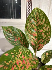 2025年最新】アグラオネマの人気アイテム - メルカリ