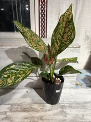 2025年最新】アグラオネマ ホワイトの人気アイテム - メルカリ