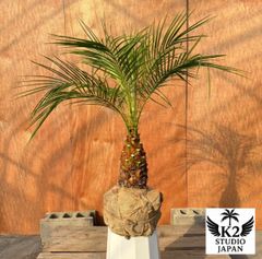 限定株】フェニックス・ロベレニー🌴 2本立ち 希少な極太幹✨ 葉先約