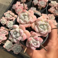 【18株の抜き苗セット】アイスグリーン4頭　多肉植物　佐川急便発送　エケベリア　韓国苗　SKL1467