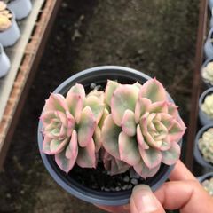 18株の抜き苗セット】ベビーフィンガー3頭 多肉植物 佐川急便発送