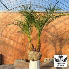 お庭がリゾートに🌴ココスヤシ【幹太70cm／葉先200cm】シルバーリーフ