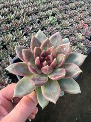 18株の抜き苗セット】ルンヨニー錦 多肉植物 佐川急便発送 エケベリア