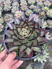 18株の抜き苗セット】ブルーバード（5頭～6頭） 多肉植物 佐川急便