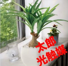 光触媒 人工観葉植物 ウォールグリーン フェイクグリーン フェニックス