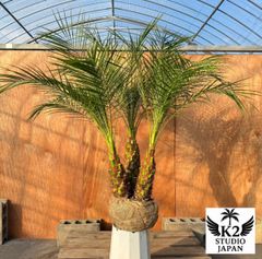 お庭がリゾートに🌴ココスヤシ【幹太70cm／葉先200cm】シルバーリーフ