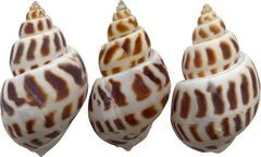 Item thumbnail for item b6e526b7-ee9d-4540-91fb-260d9f0728da