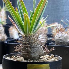 パキポディウムグラキリス (鉢ごと発送) 塊根植物】パキポディウム グラキリス 鉢ごと発送 送料無料 #216