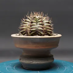 2025年最新】gymnocalyciumの人気アイテム - メルカリ