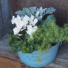 Top【選抜株】多肉植物　22041 レーン　ロータス12個　鉢無し/脱土 Top【選抜株】多肉植物 22041 レーン ロータス12個 鉢無し/脱土 多肉