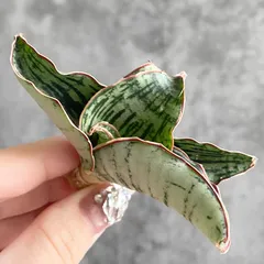 2025年最新】サンセベリア 希少の人気アイテム - メルカリ