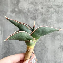 2025年最新】サンスベリア ロリダの人気アイテム - メルカリ