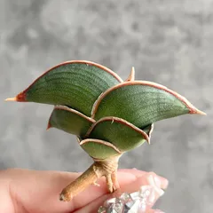 ② 【超希少】 ダンシングドラゴン錦　斑入り　サンスベリア　ロリダ　サボテ Amazon.co.jp: サンスベリア ロリダ 斑入り Sansevieria Rorida