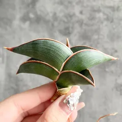 2026年最新】サンスベリア ロリダの人気アイテム - メルカリ