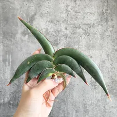 2025年最新】サンスベリア ロリダの人気アイテム - メルカリ