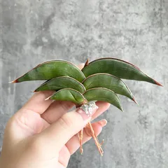 2025年最新】サンスベリア ロリダの人気アイテム - メルカリ