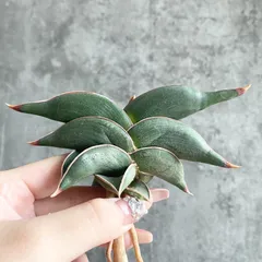 2025年最新】サンスベリアの人気アイテム - メルカリ