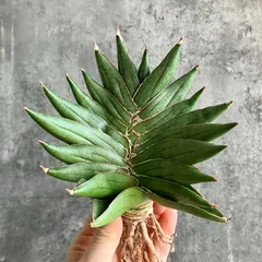 2025年最新】サンスベリア 希少の人気アイテム - メルカリ