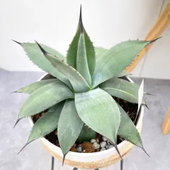 2026年最新】アガベ パリーホーチエンシスの人気アイテム - メルカリ