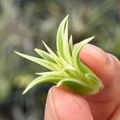 2025年最新】イオナンタ アルボの人気アイテム - メルカリ