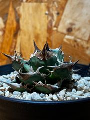 包心龍 lize血統 子株つき - メルカリ