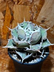 包心龍 lize血統 子株つき - メルカリ