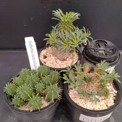 2025年最新】黄金ソテツの人気アイテム - メルカリ