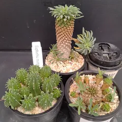 2025年最新】黄金ソテツの人気アイテム - メルカリ