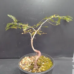 2025年最新】パキプス ベアルートの人気アイテム - メルカリ