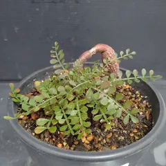 2025年最新】オペルクリカリア パキプス 実生の人気アイテム - メルカリ