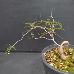 2025年最新】オペルクリカリア パキプス 実生の人気アイテム - メルカリ