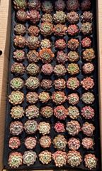 ゆいと様 専用 送料2000円 - メルカリ