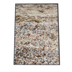 【B4サイズ（約25x36cm）】【an-poster-685】貝 シェル アサリ 貝殻 ポスター 海の生き物 オーシャン アートプリント ポスター インテリア サーフ系インテリア 水族館 水中 魚 写真