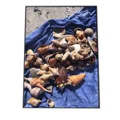 【A3サイズ（約30×42cm）】【an-poster-688】貝 シェル アサリ 貝殻 ポスター 海の生き物 オーシャン アートプリント ポスター インテリア サーフ系インテリア 水族館 水中 魚 写真