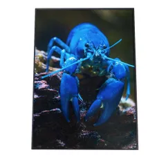 【A4サイズ（約21x30cm）】【an-poster-694】ロブスター エビ ポスター 海の生き物 オーシャン アートプリント ポスター インテリア サーフ系インテリア 水族館 水中 魚 写真