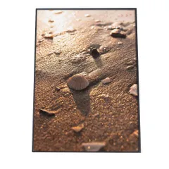 【A4サイズ（約21x30cm）】【an-poster-717】貝 シェル アサリ 貝殻 ポスター 海の生き物 オーシャン アートプリント ポスター インテリア サーフ系インテリア 水族館 水中 魚 写真