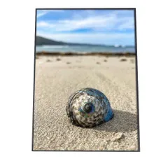 【B3サイズ（約36x51cm）】【an-poster-718】貝 シェル アサリ 貝殻 ポスター 海の生き物 オーシャン アートプリント ポスター インテリア サーフ系インテリア 水族館 水中 魚 写真