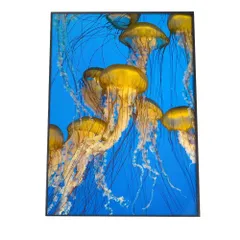 【A4サイズ（約21x30cm）】【an-poster-725】クラゲ くらげ ジェリーフィッシュ ポスター 海の生き物 オーシャン アートプリント ポスター インテリア サーフ系インテリア 水族館 水中 魚 写真